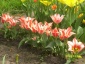 Zielony ogród Maria Poliwodzińska Chełmno - tulipany miniaturki