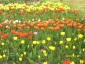 Zielony ogród Maria Poliwodzińska - Tulipany Chełmno