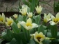 Rośliny Cebulowe tulipany miniaturki - Chełmno Zielony ogród Maria Poliwodzińska