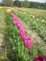 Tulipany - Zielony ogród Maria Poliwodzińska Chełmno
