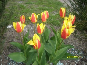 tulipany miniaturki - Zielony ogród Maria Poliwodzińska Chełmno