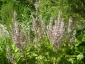 Chełmno salvia - Zielony ogród Maria Poliwodzińska