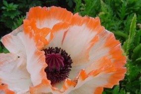 Papawer orientalis - Zielony ogród Maria Poliwodzińska Chełmno