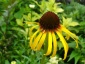 Chełmno rudbekia - Zielony ogród Maria Poliwodzińska