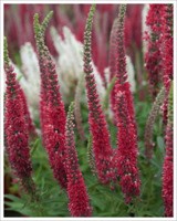 Veronika - Zielony ogród Maria Poliwodzińska Chełmno