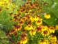 rudbekia Chełmno - Zielony ogród Maria Poliwodzińska