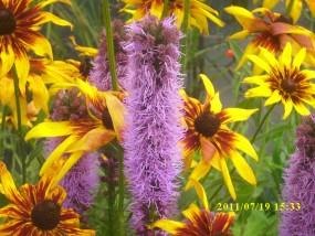 rudbekia - Zielony ogród Maria Poliwodzińska Chełmno