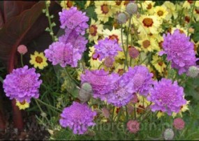 scabiosa - Zielony ogród Maria Poliwodzińska Chełmno