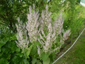 salvia - Zielony ogród Maria Poliwodzińska Chełmno