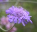 scabiosa Chełmno - Zielony ogród Maria Poliwodzińska