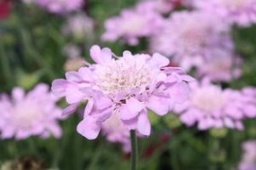 scabiosa columbaria - Zielony ogród Maria Poliwodzińska Chełmno
