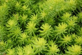 sedum lemon blac - Zielony ogród Maria Poliwodzińska Chełmno