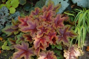 Tiarella - Zielony ogród Maria Poliwodzińska Chełmno