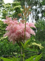 Filipendula - Zielony ogród Maria Poliwodzińska Chełmno