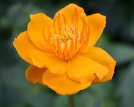 trolius cinensis,europeus - Zielony ogród Maria Poliwodzińska Chełmno