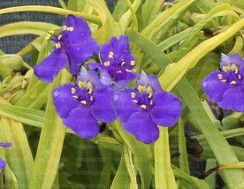 tradscenia - Zielony ogród Maria Poliwodzińska Chełmno