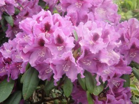 Różanecznik (rododendron) - Szkółka Drzew i Krzewów  Ogrody Marzeń  Filice