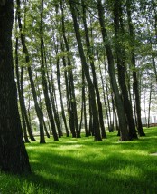 Pielęgnacja ogrodu, koszenie trawy, nawożenie, ochrona roślin - Poz - Domogarden Komorniki