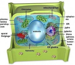leczenie nadwagi i otyłości - Remedical Gabinet Lekarski Tamary Uryniuk Gdańsk