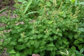 teucarium labiatae - Zielony ogród Maria Poliwodzińska Chełmno