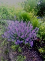 nepeta - Zielony ogród Maria Poliwodzińska Chełmno