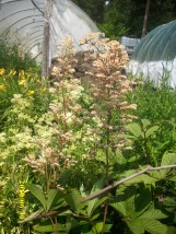 Rodgersja - Zielony ogród Maria Poliwodzińska Chełmno