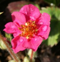 poziomka - Zielony ogród Maria Poliwodzińska Chełmno