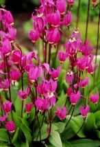 Dedekateon - Zielony ogród Maria Poliwodzińska Chełmno