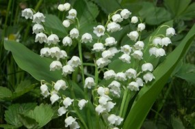 Konwalaria majalis - Zielony ogród Maria Poliwodzińska Chełmno