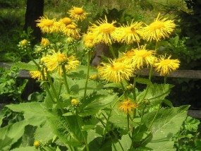 Smotrawa - Zielony ogród Maria Poliwodzińska Chełmno