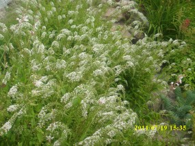 trojeść orszelinowa - Zielony ogród Maria Poliwodzińska Chełmno