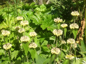 Żelaźniak - Zielony ogród Maria Poliwodzińska Chełmno