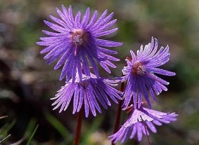 Urdzik - Zielony ogród Maria Poliwodzińska Chełmno