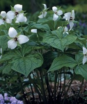 Trójlist - Zielony ogród Maria Poliwodzińska Chełmno