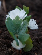 Sangwinaria - Zielony ogród Maria Poliwodzińska Chełmno