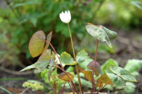 skalnica - Zielony ogród Maria Poliwodzińska Chełmno