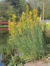 (Asphodeline lutea - Zielony ogród Maria Poliwodzińska Chełmno