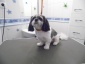 Salon piękności dla psów WESTIK Duszniki - Usługi pielegnacyjne dla psów