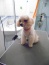 Usługi pielegnacyjne dla psów Zabiegi pielęgnacyjne dla psów - Duszniki Salon piękności dla psów WESTIK