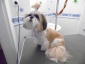 Zabiegi pielęgnacyjne dla psów Usługi pielegnacyjne dla psów - Duszniki Salon piękności dla psów WESTIK