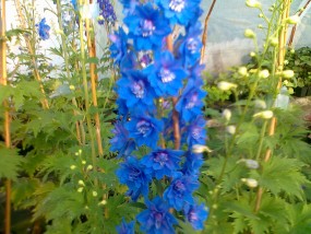 ostróżka ogrodowa - gospodarstwo ogrodnicze florama Cyganka