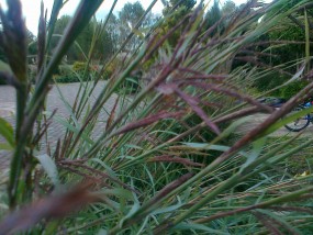 trawa ozdobna - gospodarstwo ogrodnicze florama Cyganka