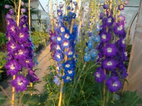 ostróżka ogrodowa - gospodarstwo ogrodnicze florama Cyganka