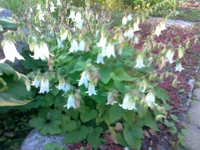 trwała roslina ogrodowa - gospodarstwo ogrodnicze florama Cyganka