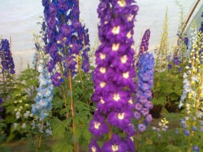 ostróżka ogrodowa - gospodarstwo ogrodnicze florama Cyganka