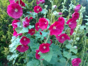 alcea ,mars magic  - gospodarstwo ogrodnicze florama Cyganka