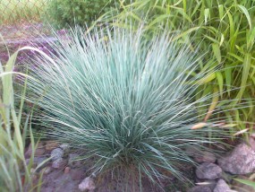 rosliny bylinowe - gospodarstwo ogrodnicze florama Cyganka