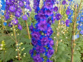 ostróżka ogrodowa - gospodarstwo ogrodnicze florama Cyganka