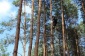 ścinka drzew metoda alpinistyczna - Świat zieleni Jarosław