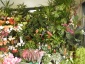 bukiety slubne wience pogrzebowe  inne kwiaty - Grudziądz Kwiaciarnia  Storczyk 